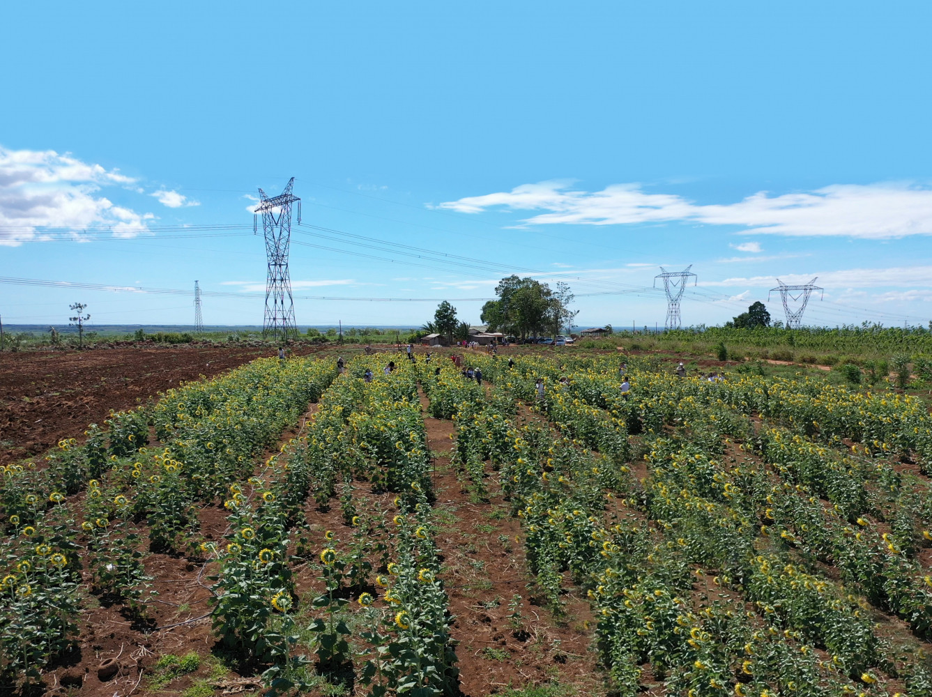 C&aacute;nh đồng hoa hướng dương tại x&atilde; Gio An thu h&uacute;t du kh&aacute;ch tham quan - Ảnh: Thanh Long